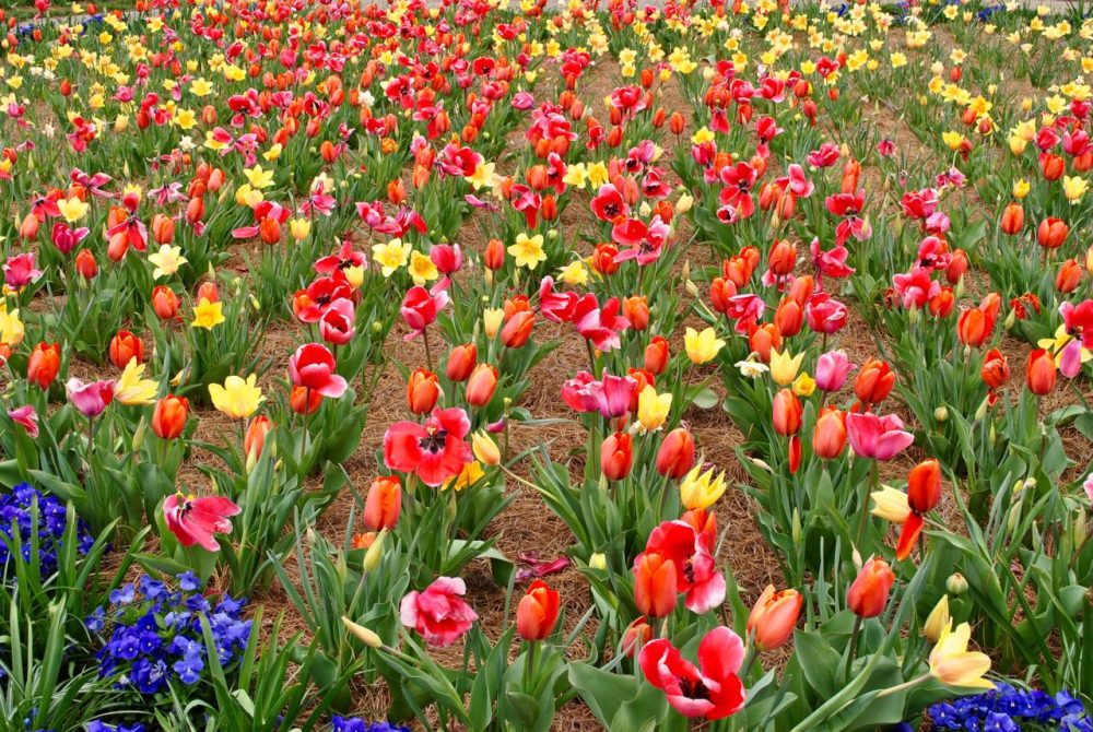 Katie Actually - What I Packed for the Biltmore- Pink and Yellow Tulips