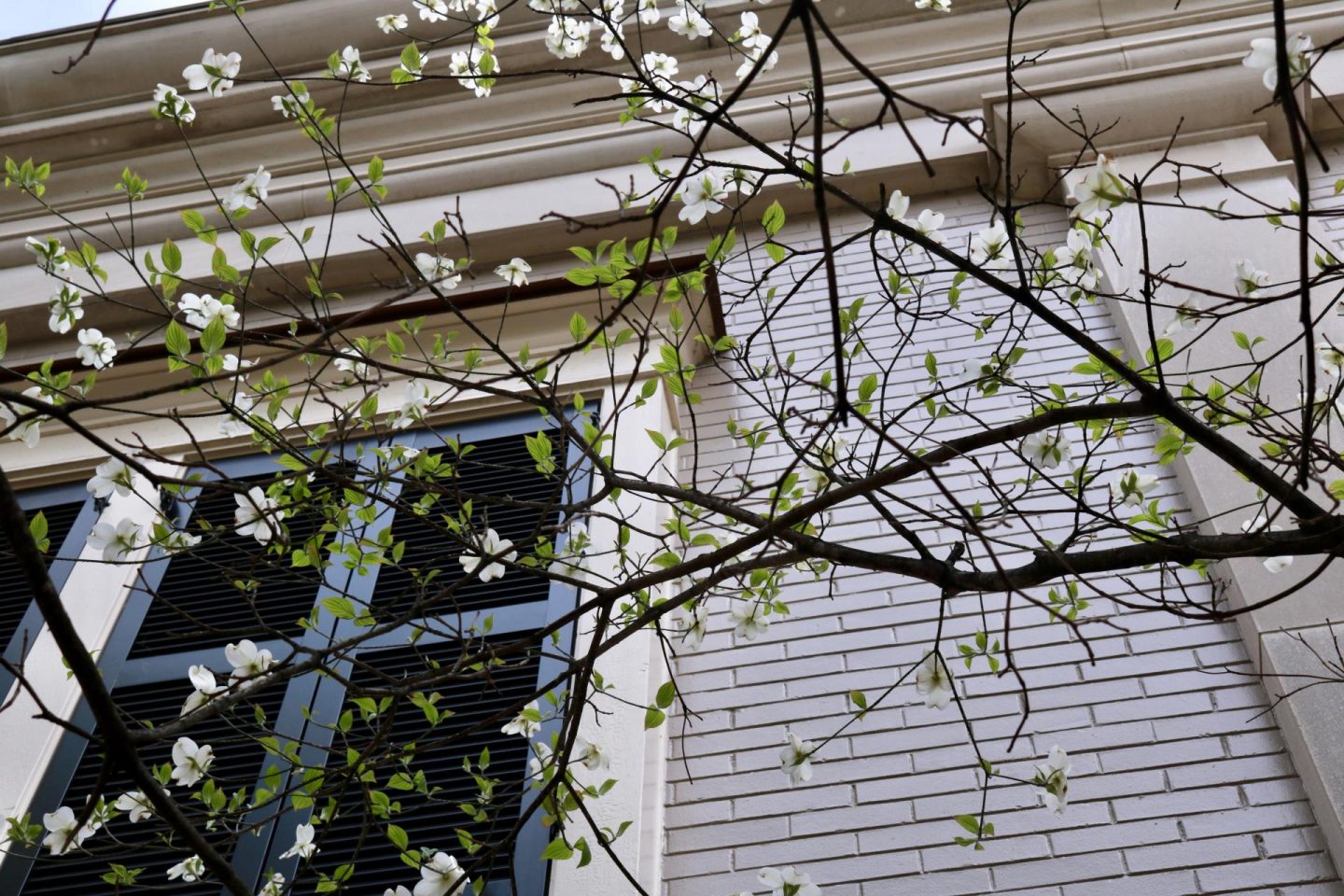 Spring Dogwood blooms