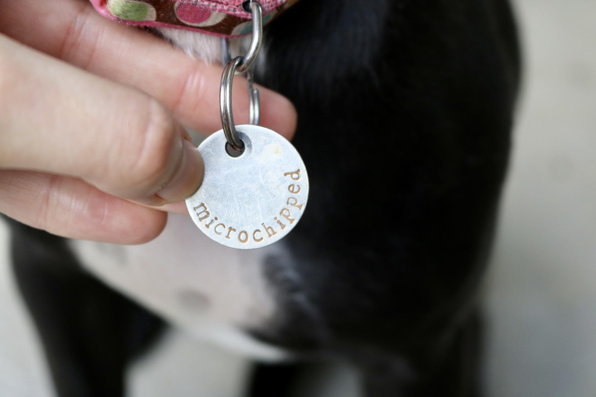 Five Dog Accessories to Make Your Life Easier | Katie Actually