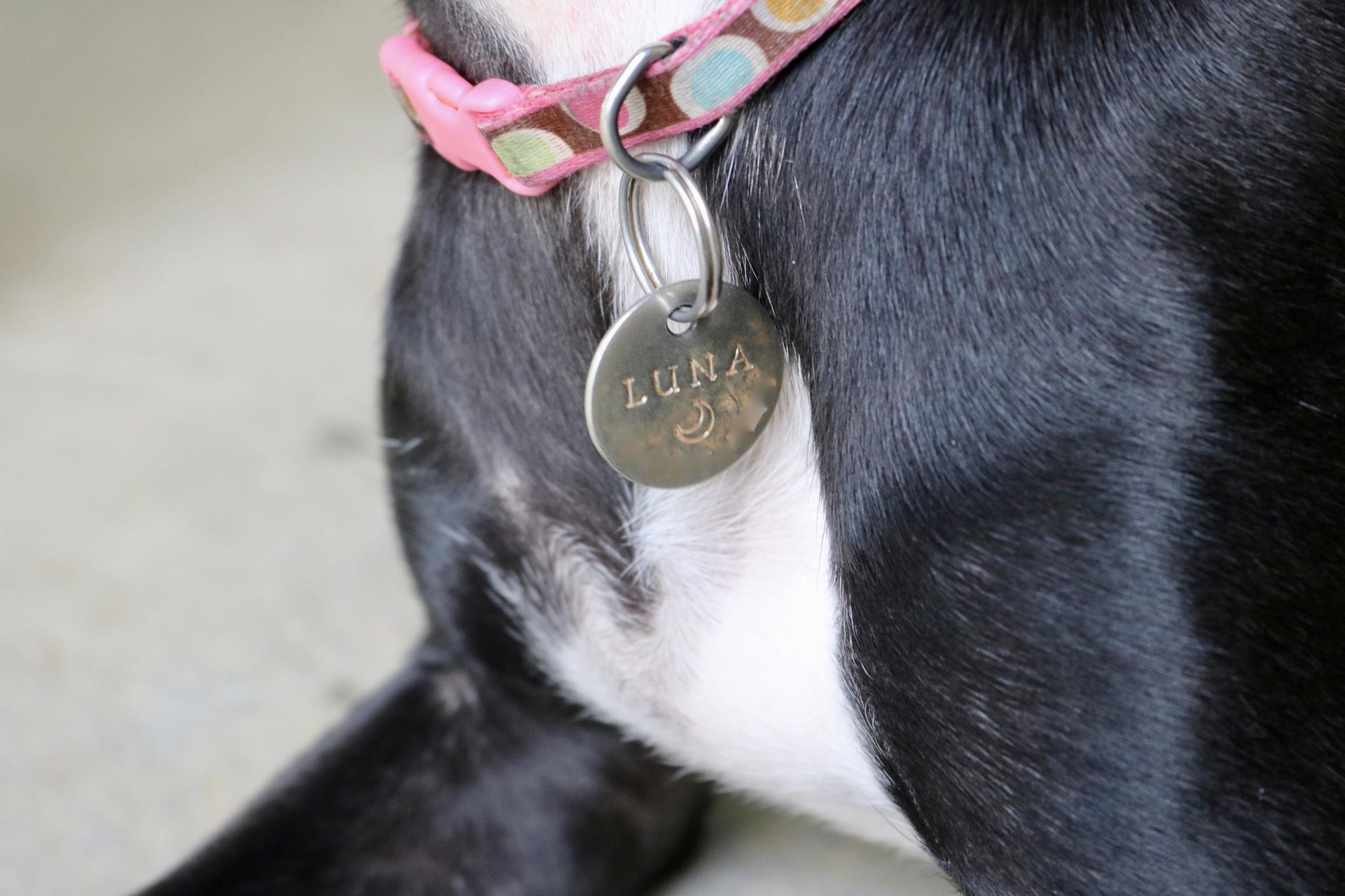 Five Dog Accessories to Make Your Life Easier | Katie Actually