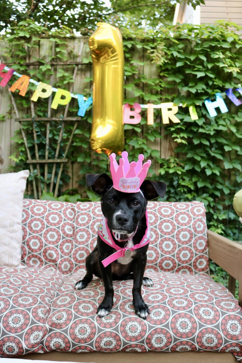 Puppy Birthday Party! Celebrating Luna with Cake Batter Puppy Chow | Katie Actually