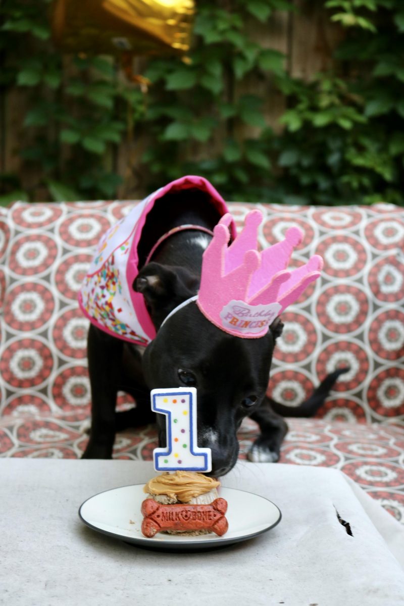 Puppy Birthday Party! Celebrating Luna with Cake Batter Puppy Chow | Katie Actually