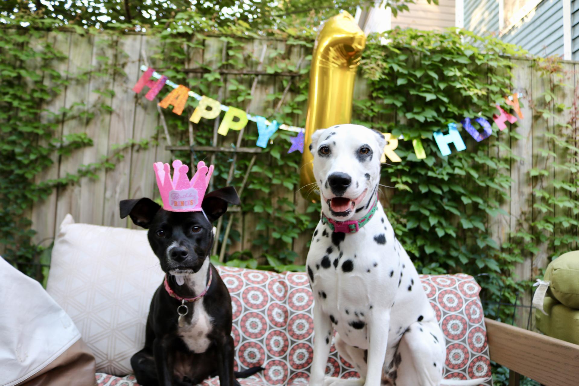 Puppy Birthday Party! Celebrating Luna with Cake Batter Puppy Chow | Katie Actually