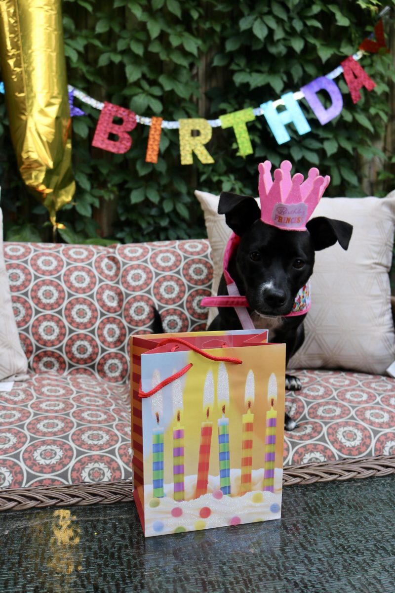 Puppy Birthday Party! Celebrating Luna with Cake Batter Puppy Chow | Katie Actually