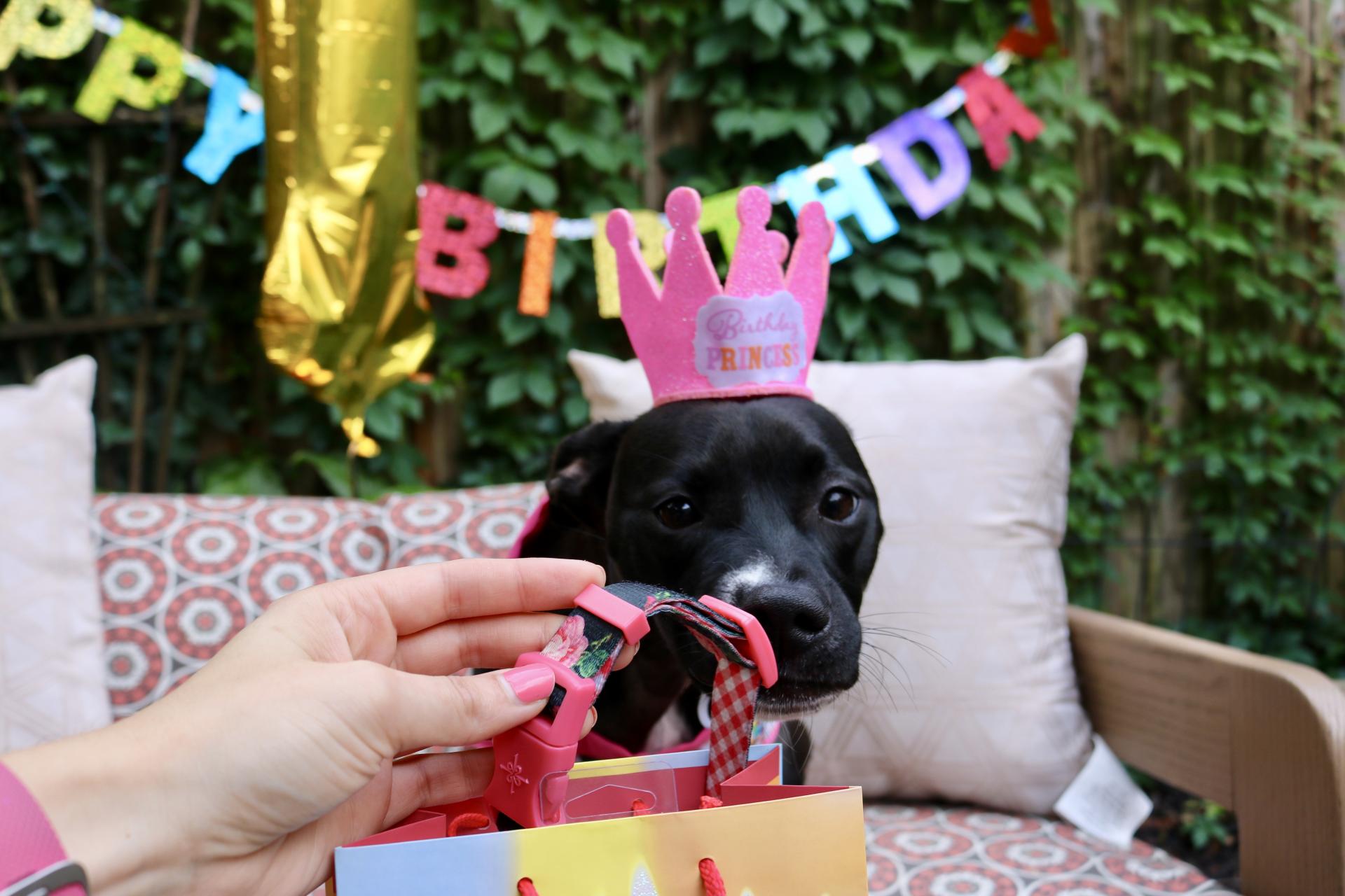 Puppy Birthday Party! Celebrating Luna with Cake Batter Puppy Chow | Katie Actually