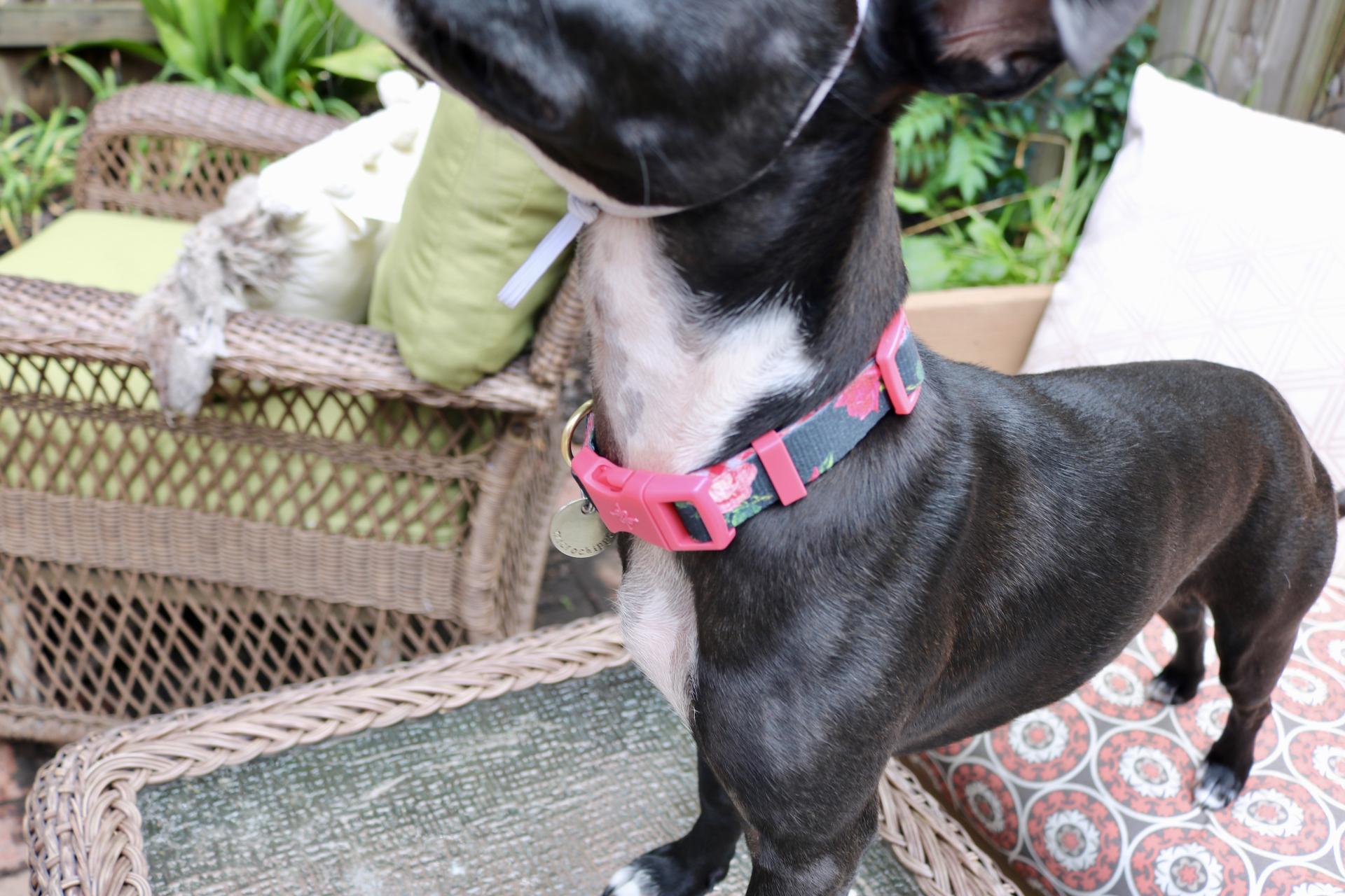 Puppy Birthday Party! Celebrating Luna with Cake Batter Puppy Chow | Katie Actually