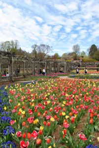 Katie Actually - What I Packed for the Biltmore- Tulips