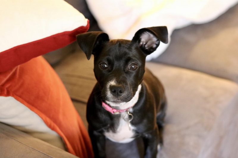 Luna the puppy on the couch