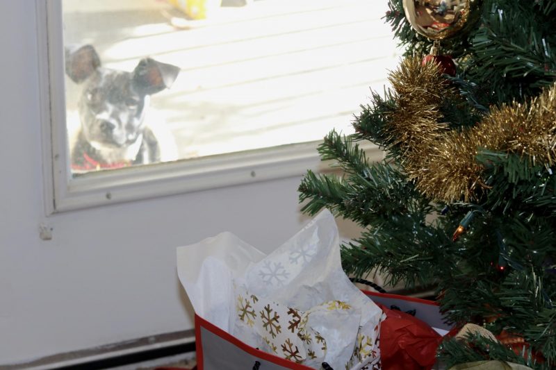 puppy looking in window at gifts