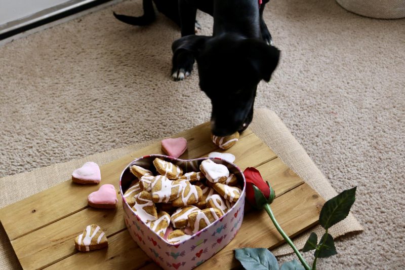 Luna stealing a treat