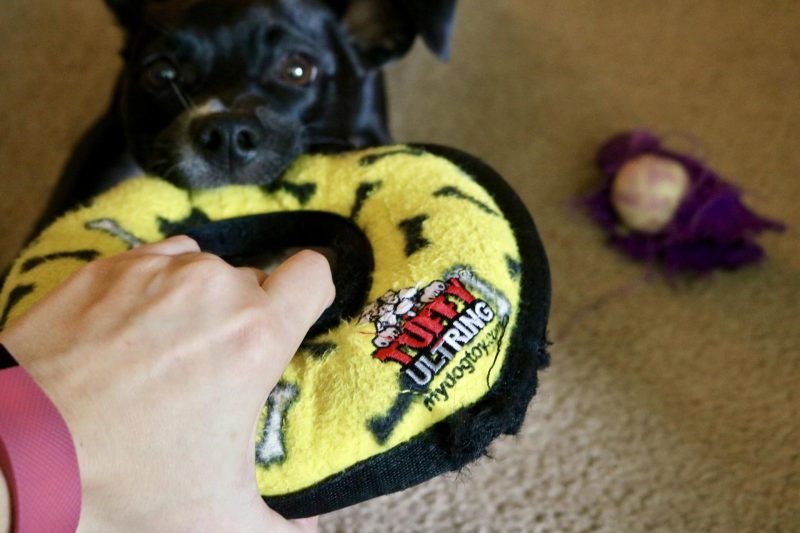 Five Accessories That Make Dog Ownership Easier | Katie Actually