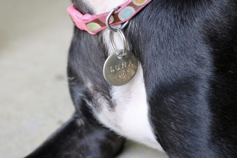 Five Accessories That Make Dog Ownership Easier | Katie Actually