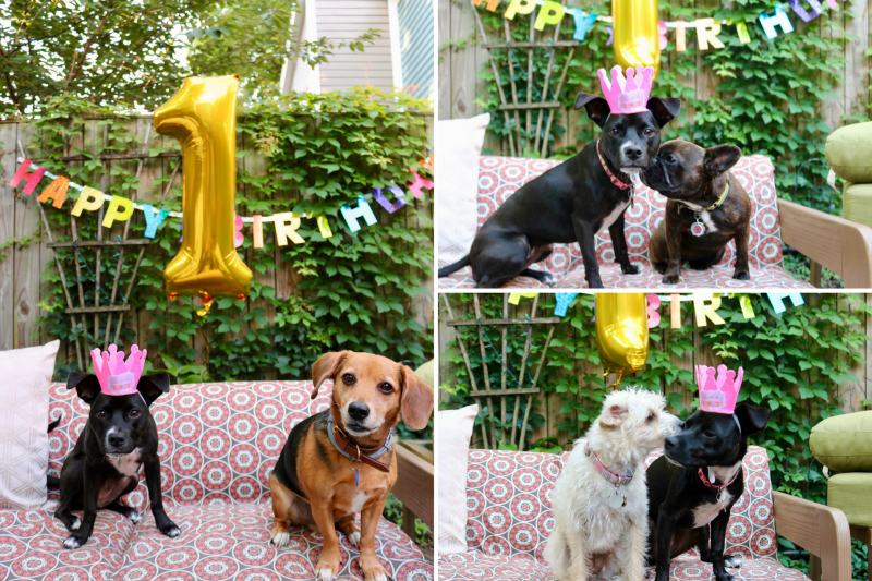 Puppy Birthday Party! Celebrating Luna with Cake Batter Puppy Chow | Katie Actually