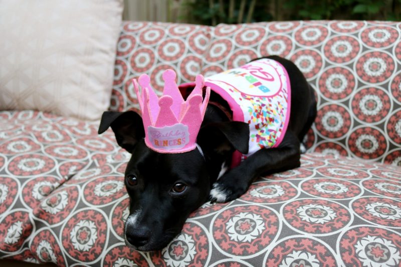 Puppy Birthday Party! Celebrating Luna with Cake Batter Puppy Chow | Katie Actually