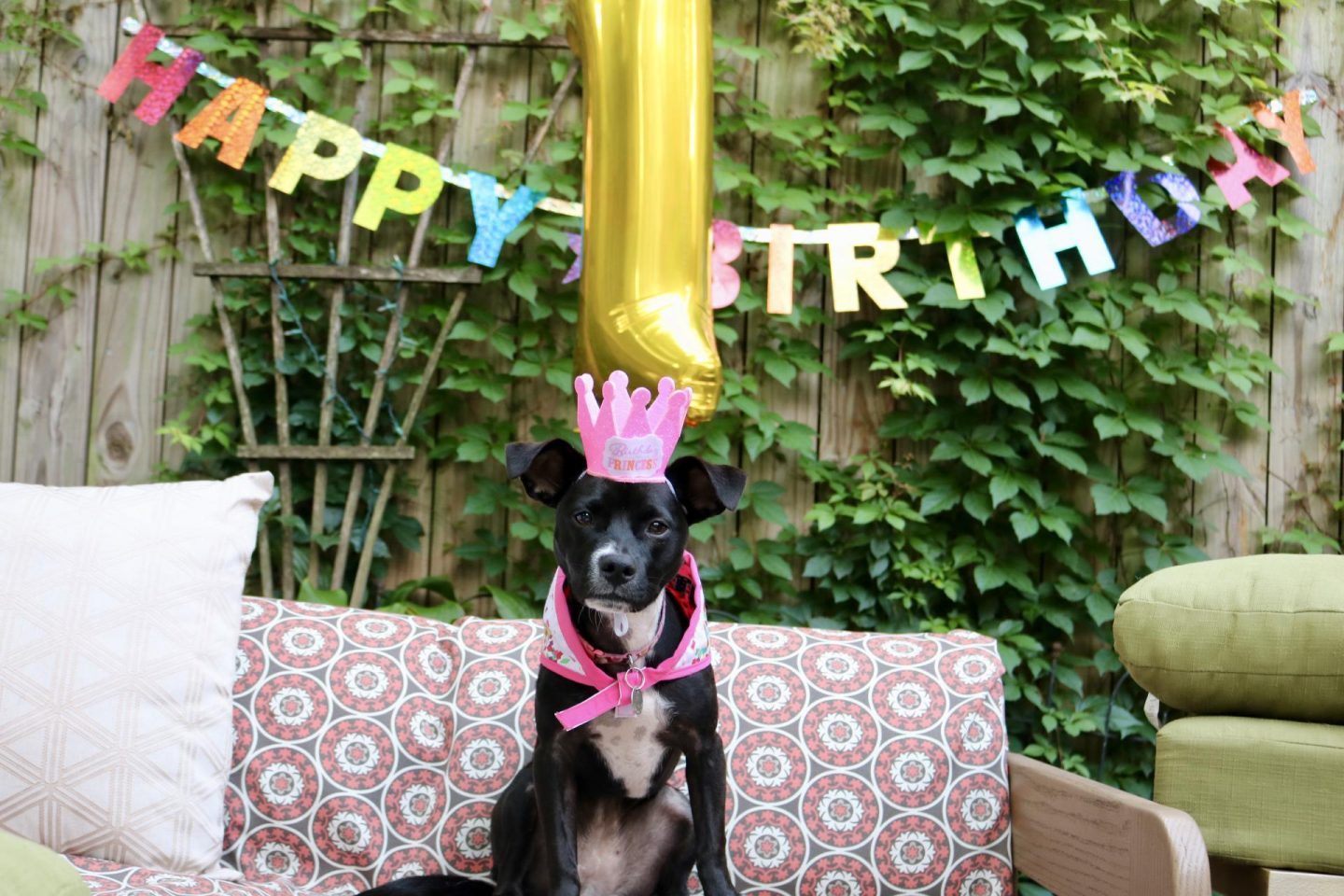 Puppy Party! Celebrating Luna with Cake Batter Puppy Chow