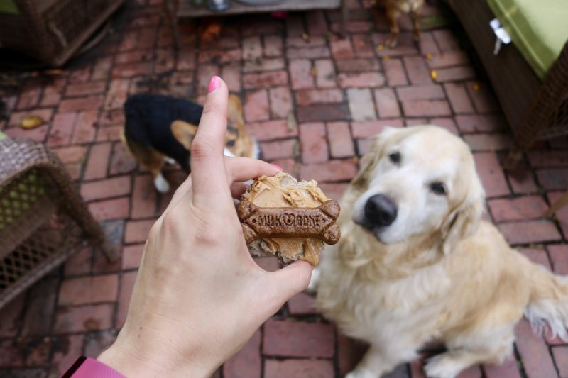 Puppy Birthday Party! Celebrating Luna with Cake Batter Puppy Chow | Katie Actually