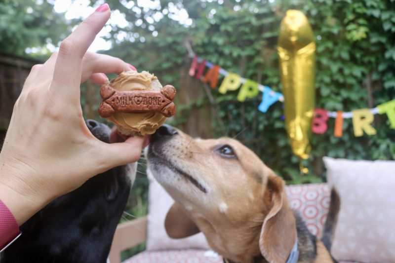 Puppy Birthday Party! Celebrating Luna with Cake Batter Puppy Chow | Katie Actually